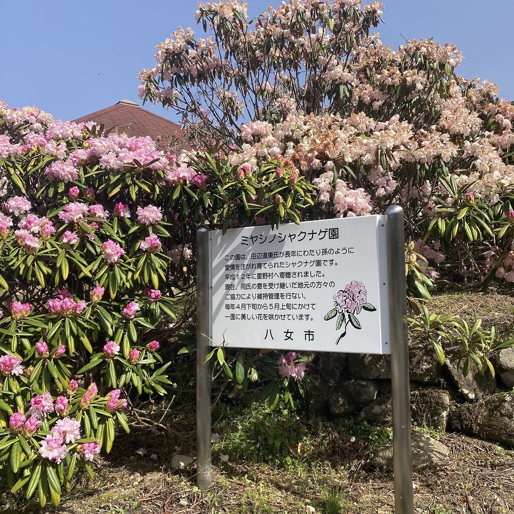 ミヤシノシャクナゲ園 - 星野